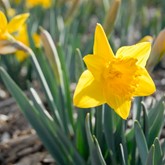 Marieke Daffodil